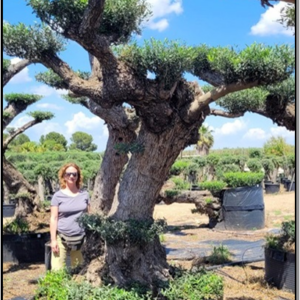 Olea eur. lechin plato alto "D+"