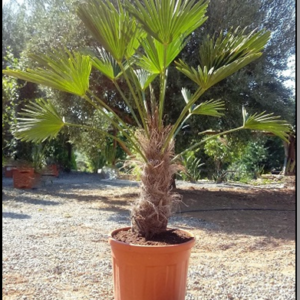 trachycarpus wagnerianus tr.30-40cm c25l