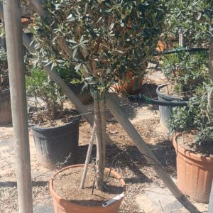 olea eur. 1/2copa (VIRIDEA)
