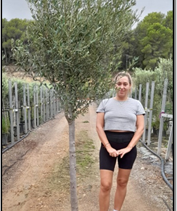 olea europaea 1/2 copa tr.12-14cm ht160-180cm c25l