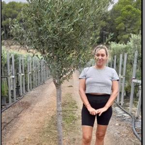 olea europaea 1/2 copa tr.14-16cm ht170-190cm c30l