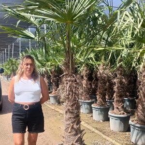 trachycarpus fortunei tr. 90-110cm c55l