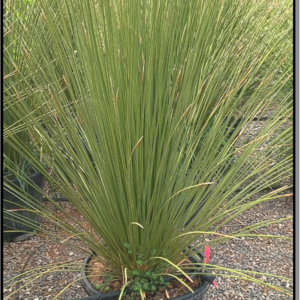 dasylirion longissimum tr. 5-10cm ht100-120cm c45l