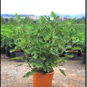 ficus carica arbusto c18l variedades fr. oferta