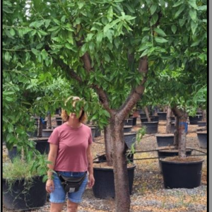 Prunus dulcis TR35-45cm C160L (Laurane variety)
