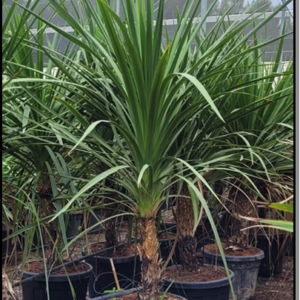 cordyline indivisa australis 1 tronco c35l ht plan