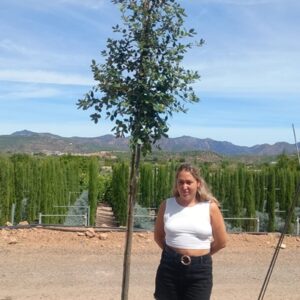 quercus ilex tr. 8-10 cm chioma alta c25l
