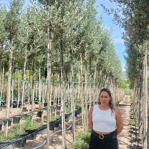 olea eur. alberello tr.8-10cm c35l