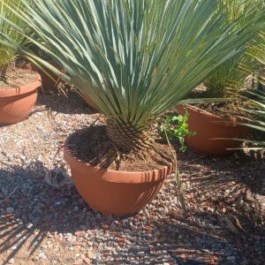 yucca rostrata T42 (23l) ht60-70cm