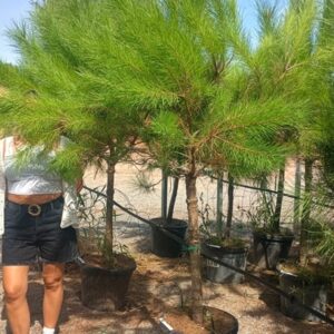 pinus pinea tr.14-16 cm c35l
