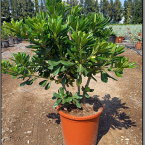 pittosporum tobira c10l