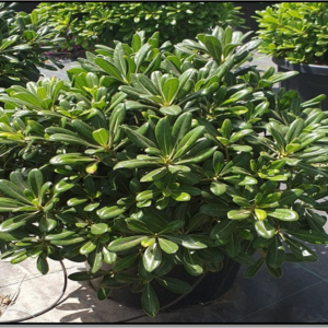 pittosporum tobira nana c26l