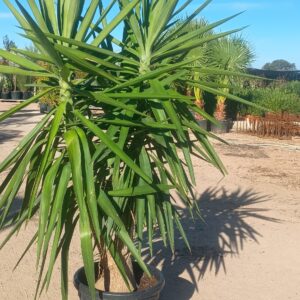 yucca elephantipes 1 tr. ramif. c35L offre