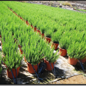 rosmarinus officinalis c2,5 l