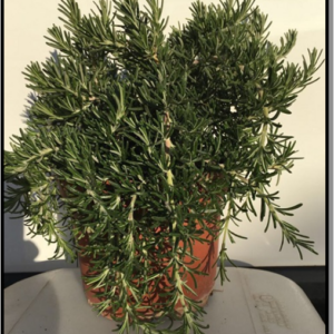 rosmarinus repens/prostratus c2,5 l
