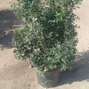 metrosideros excelsa h 100-120 c26l