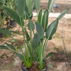 strelizia reginae 3-4pp c26l