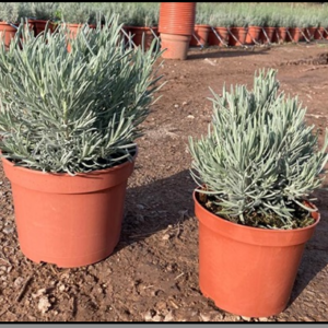 lavandula angustifolia c2,5l (c18)
