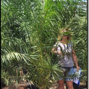 phoenix canariensis tr.20-25cm ht220-240cm c45l