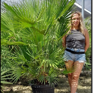 chamaerops humilis ht 130-150cm c45l