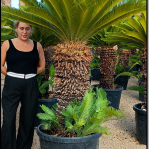 cyca revoluta tr.80-100cm ht130-150cm c110-130l