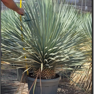 yucca rostrata extra ht 80-100 cm tr. 15-20 cm c 35 l