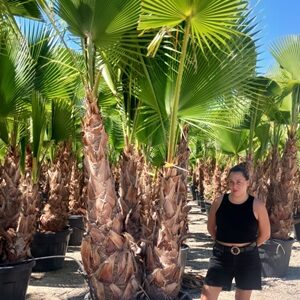 washingtonia robusta 3/4 troncos ht 250-350cm c200