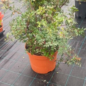 pistacea lentiscus ht80-90cm c15l