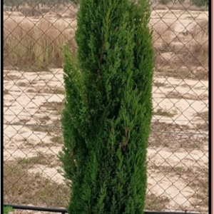cupressus totem h175-200cm c18l premium